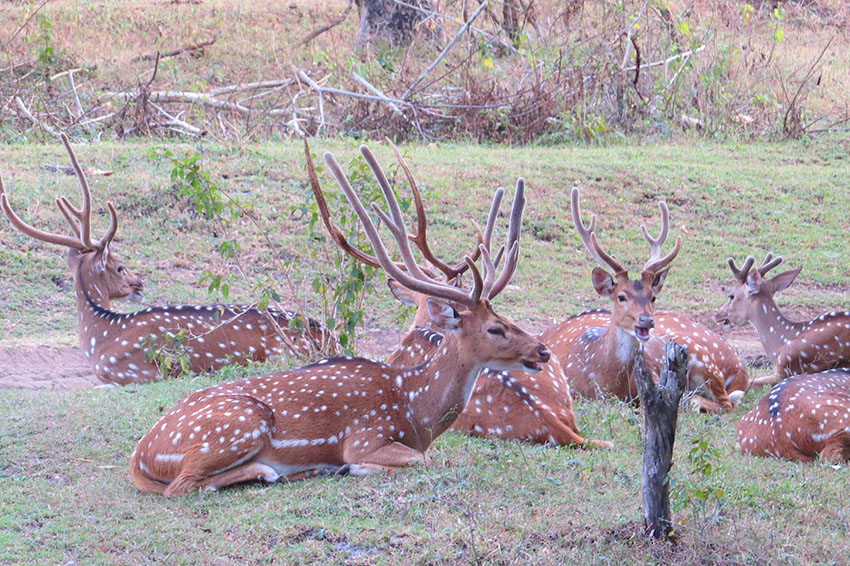 kerala deer